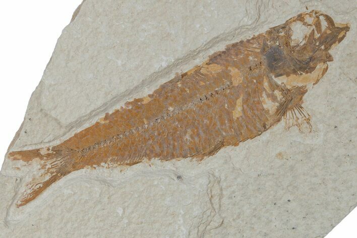 Fossil Fish (Knightia) - Wyoming #210109